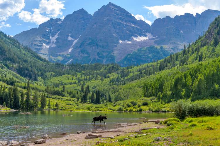 Wildlife is often seen during a visit to the Maroon Bells Wilderness Area